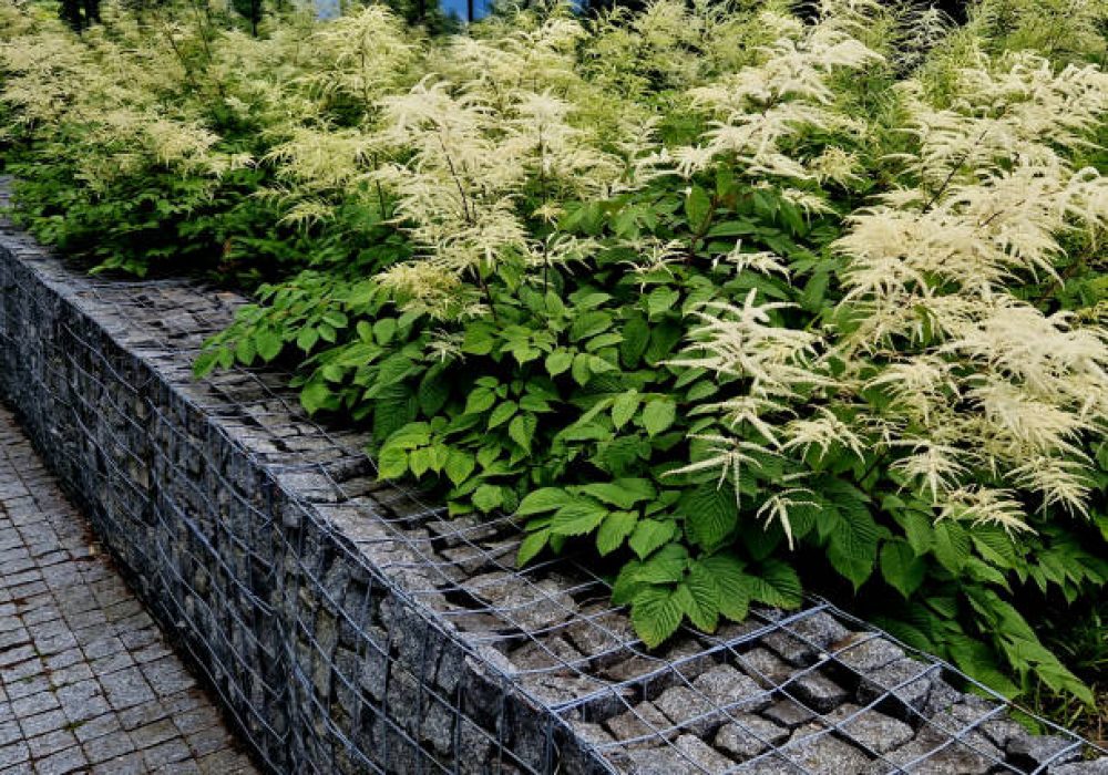 known as goat's beard, buck's-beard or bride's feathers, is a flowering herbaceous perennial plant in the family Rosaceae, found in Europe, arensdsii, aruncus vulgaris, goatsbeard